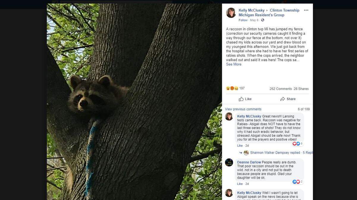 A pet raccoon named Bandit was euthanized after chasing and attacking a 6-year-old girl and an 8-year-old boy, Michigan animal control officers said.