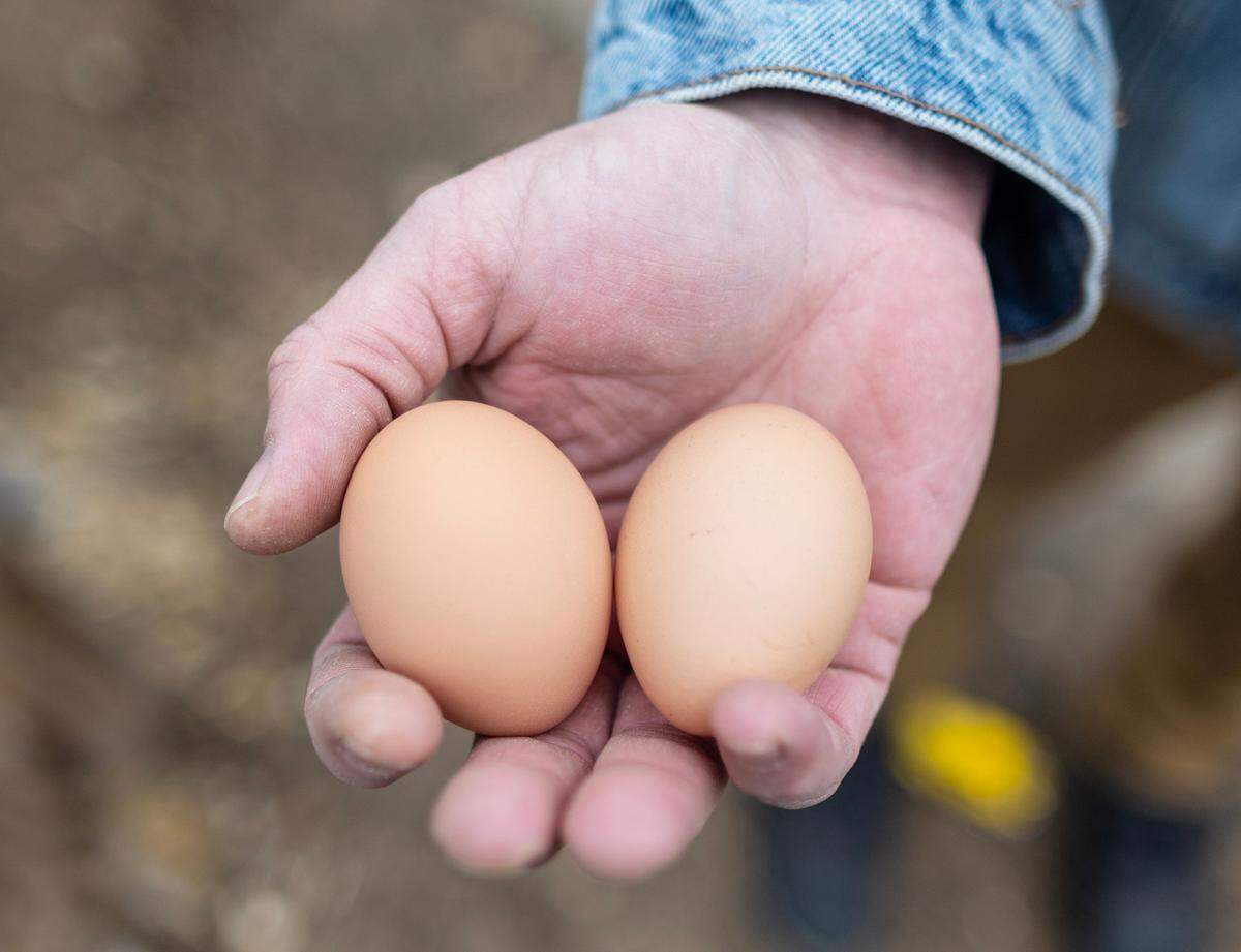 Think backyard chicken farming will produce cheap eggs? Think again.