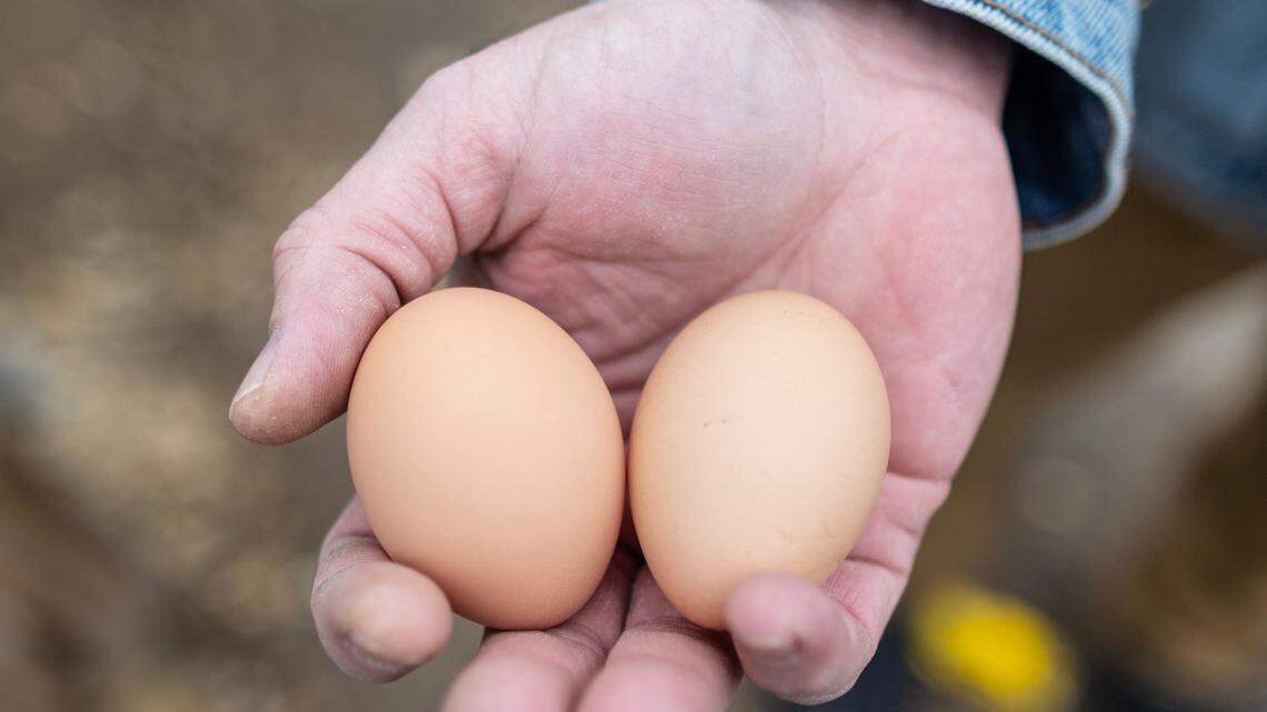 So you want to raise chickens for the ‘free’ eggs? Read this cautionary tale