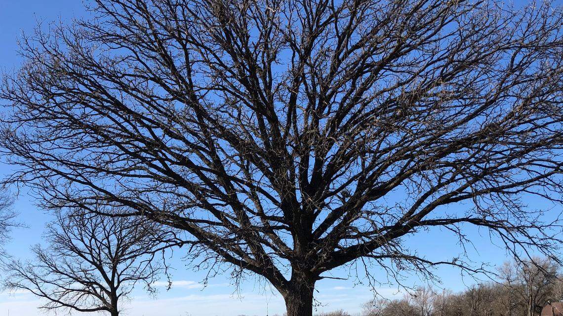 Jerry Winkley says he’ll work his new Winkley Business Park around some “trees that have probably been around since Jesse Chisholm was herding cattle through here.”