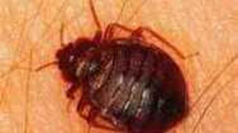 Cockroaches, bed bugs, ants, grime & more at Wichita KS restaurants, hotels