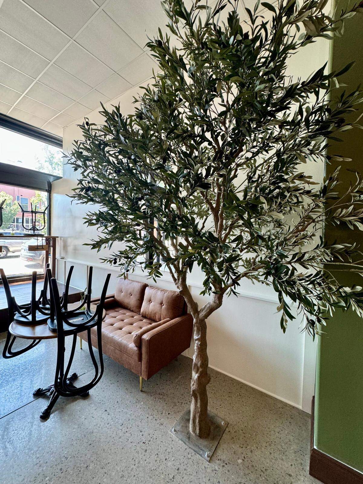 Seating areas at the new Greater Grounds Coffee & Co. are separated by artificial olive trees that seem to sprout out of the ground.