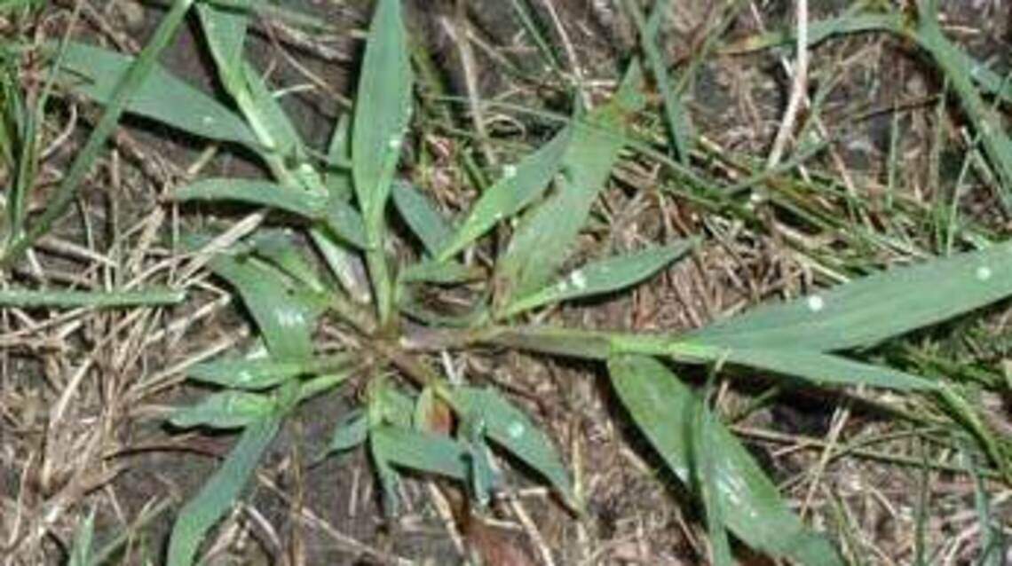 Is crabgrass taking over your lawn? Here's what a Kansas expert says you can do