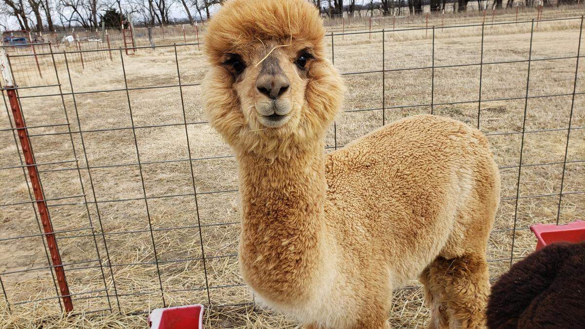 Meet Oakley, one of two the alpacas from Flatland Ranch, at the Wichita Art Museum Saturday.