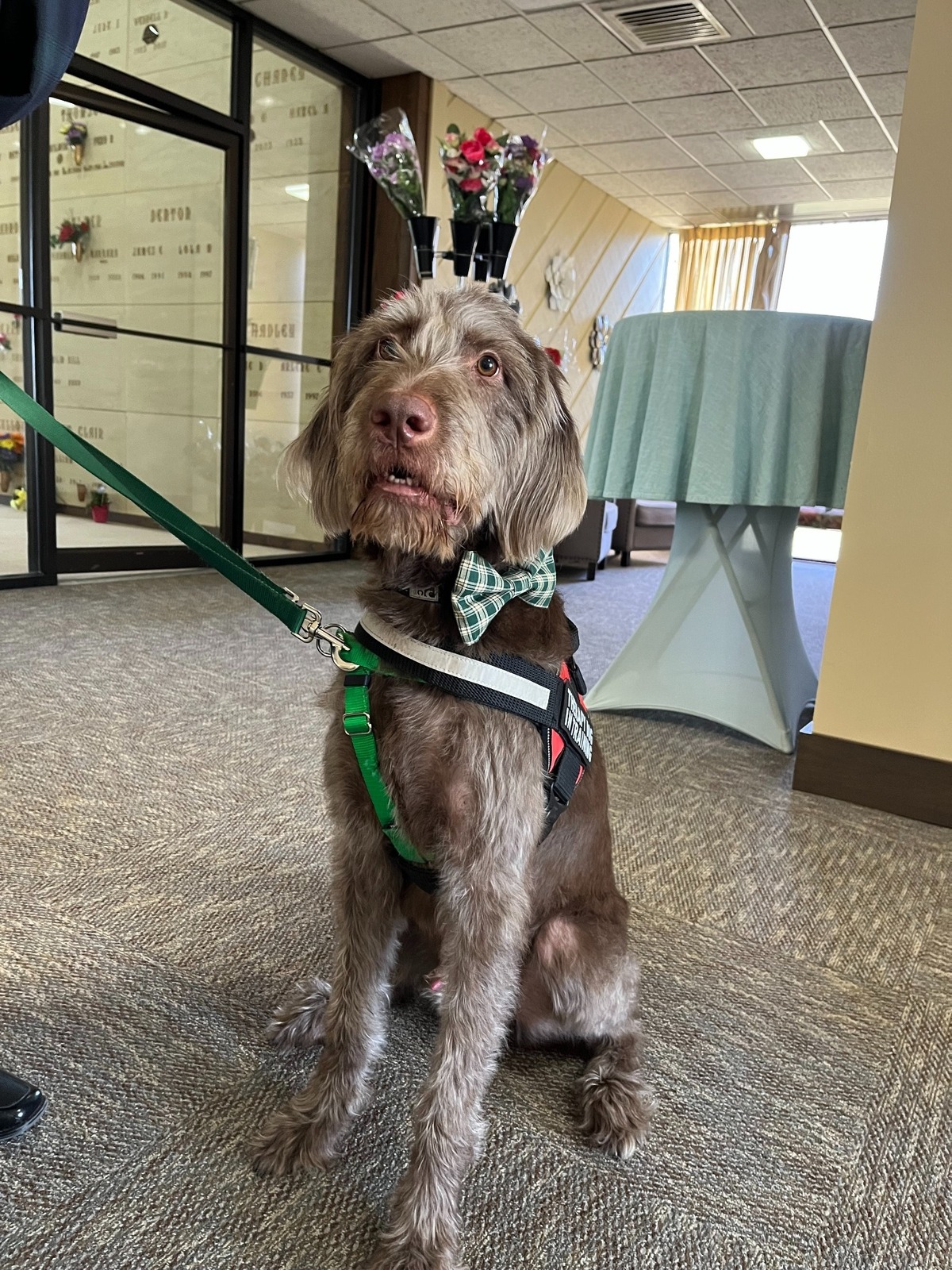 Capone is Dignity Memorial Group’s newest employee.