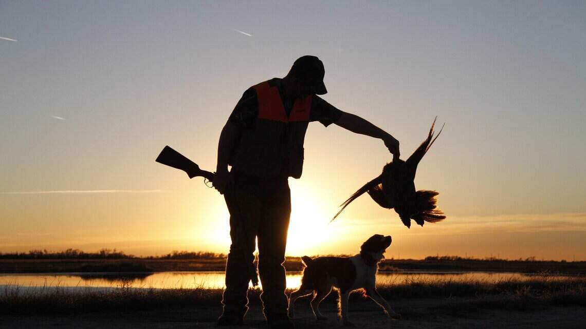 Kansas releases hunting forecast for pheasant and other upland game birds