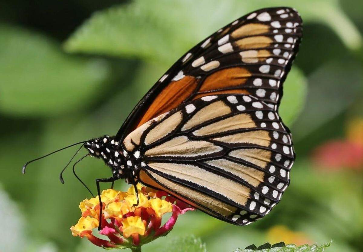 A Butterfly Wonderland will be part of the many attractions at Park City’s Champtown development.