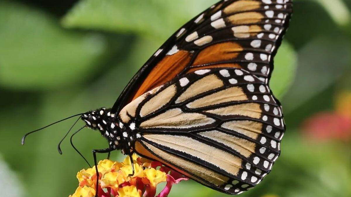 Wichita’s Botanica was named one of the 10Best botanical gardens in the U.S. by USA Today.