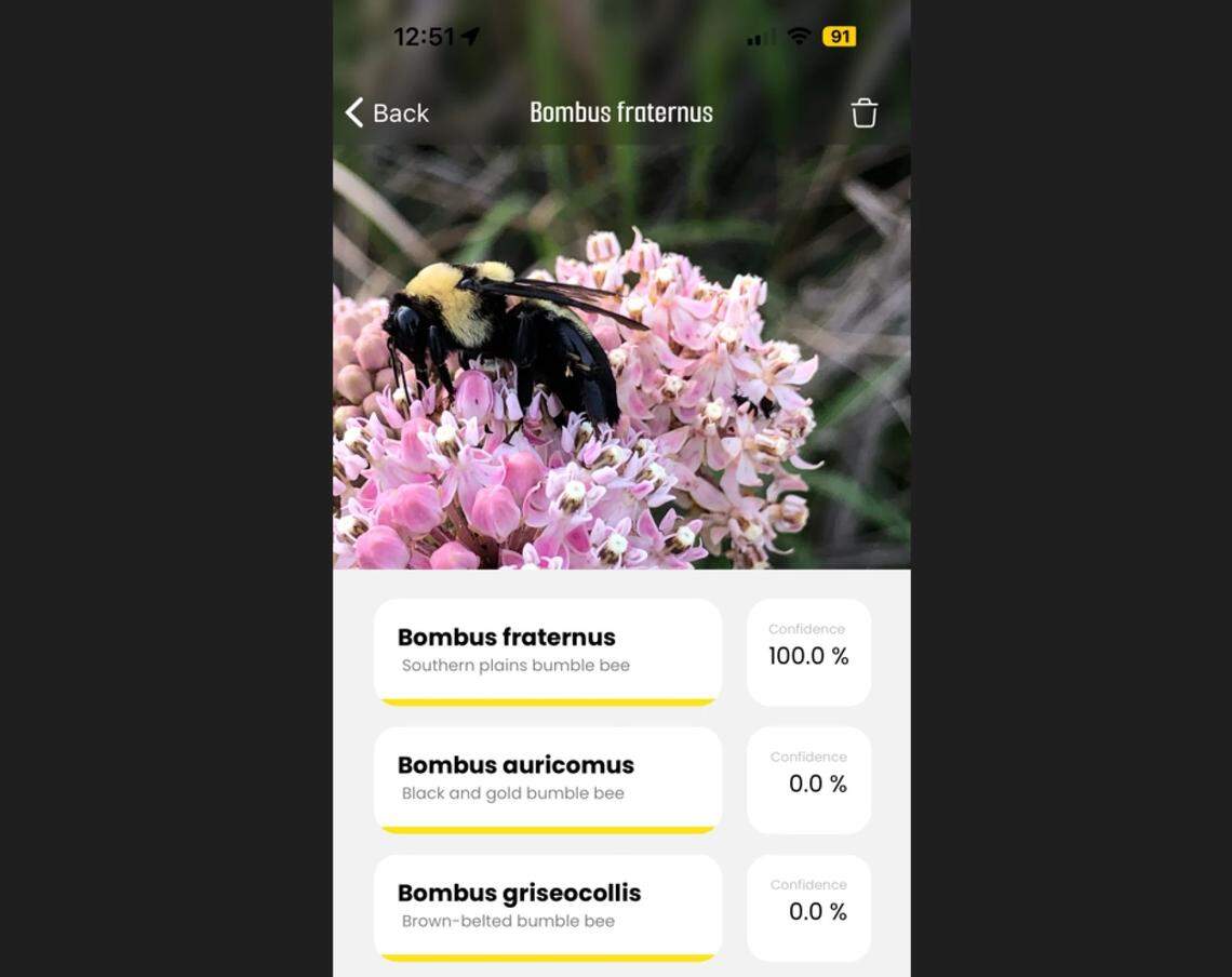 A bee forages on a swamp milkweed in the wetlands just south of Lawrence. BeeMachine identified it with 100% confidence as a Southern Plains bumblebee, a dwindling species currently under review for potential federal protections.