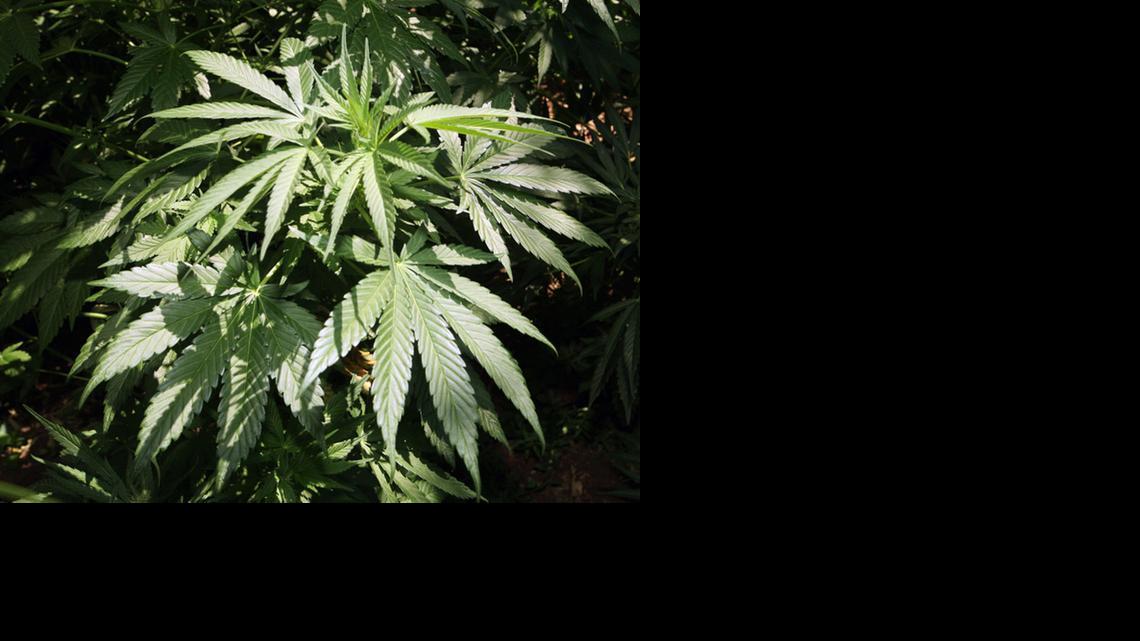 US NEWS POTFARMS 2 FR
