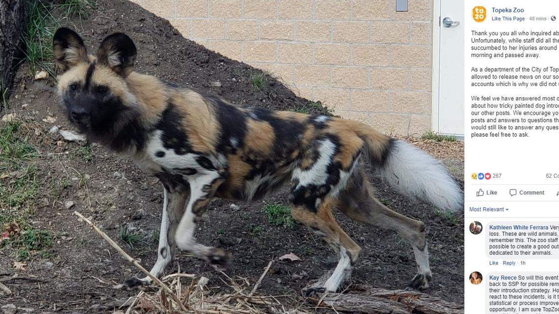 Annie, a critically endangered African painted dog, was killed by a potential mate during her introductions to the males at the Topeka Zoo.