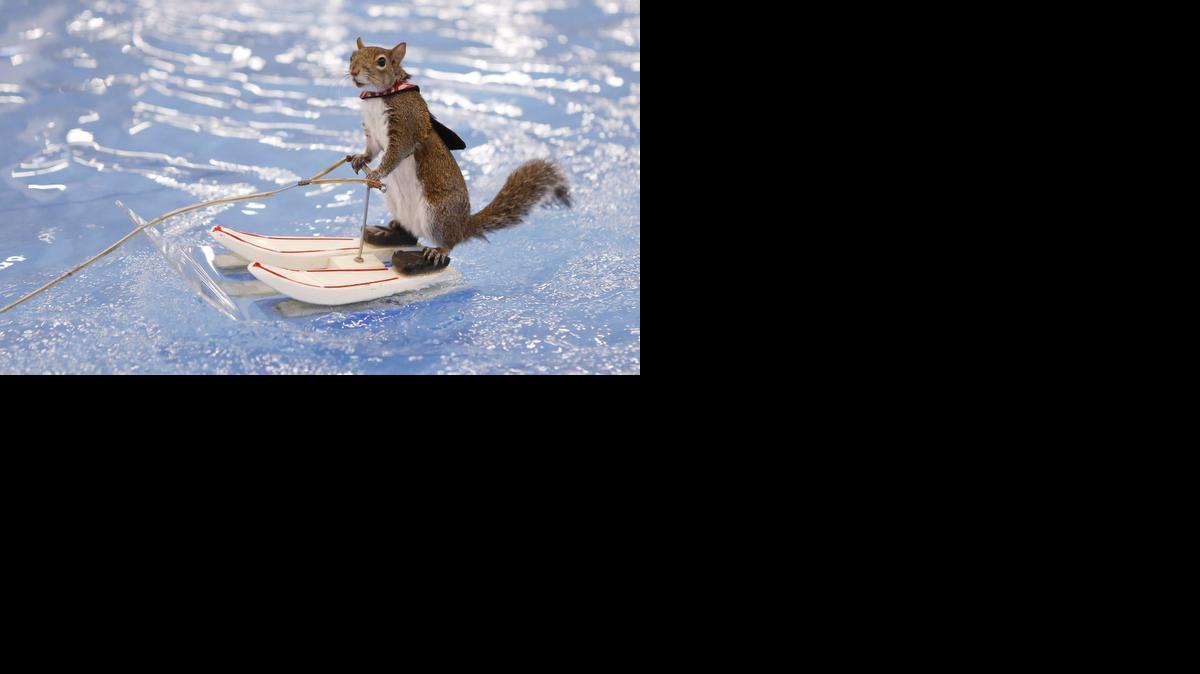 Twiggy takes a couple of laps around the pool at the Kansas Pavilions. The water-skiing squirrel will perform several shows this weekend at the Kansas Sports, Boat and Travel Show. (Feb. 19, 2014) 

