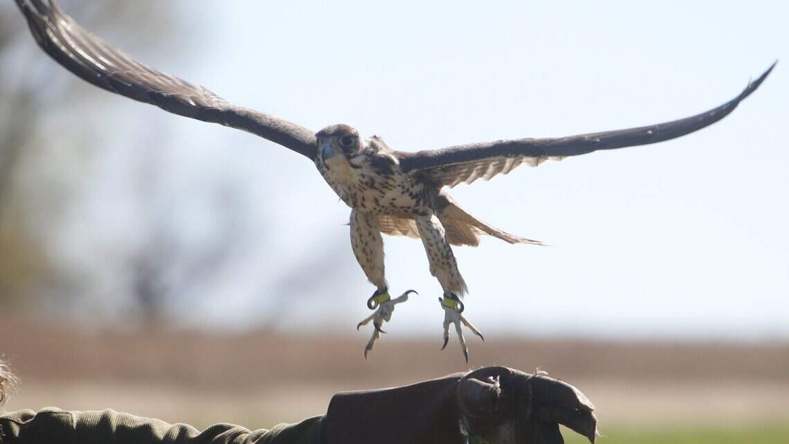 The 4,000-year-old art of falconry will be on public display next week in Great Bend