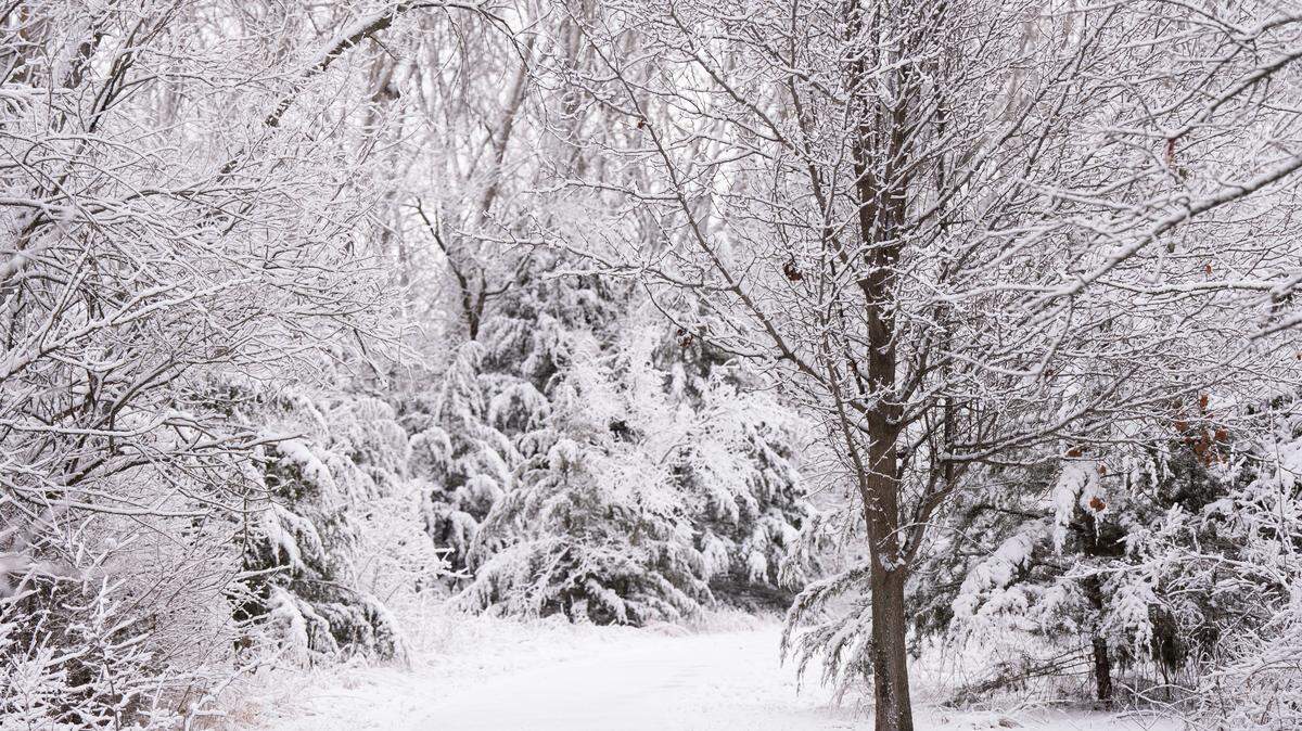 A blanket of fresh snow and a lot of deer tracks covers Meadows Park in west Wichita in January.