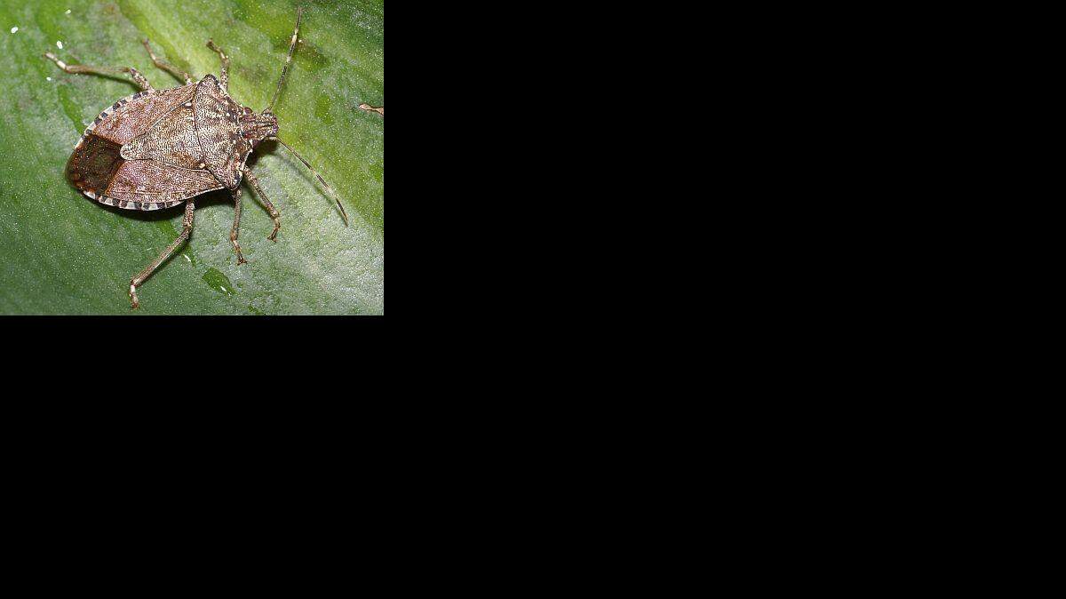 Kansas and Missouri entomologists and officials have their eye on several potential invasive pests that could cause problems for plants in both states. The brown marmorated stink bug is among the potential creepy-crawly offenders. 

