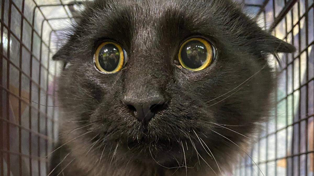 As scared as this little kitty looks before getting spayed, the larger situation of feral cats and dogs who aren’t fixed is even scarier.