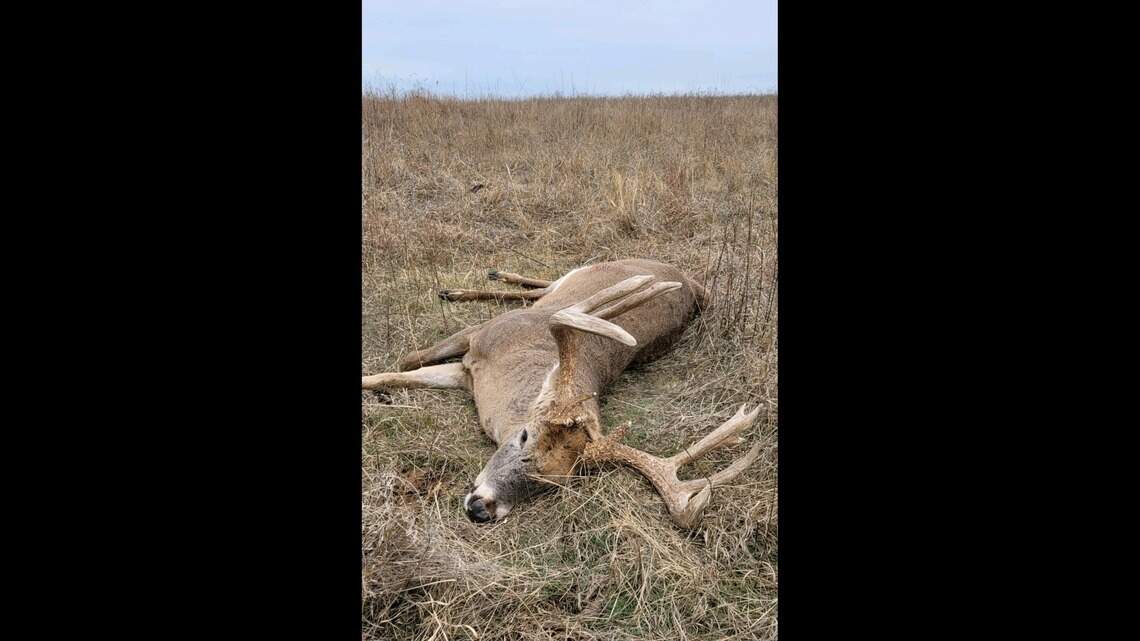 Kansas game wardens look for poacher who shot mature buck near farmer and sped off