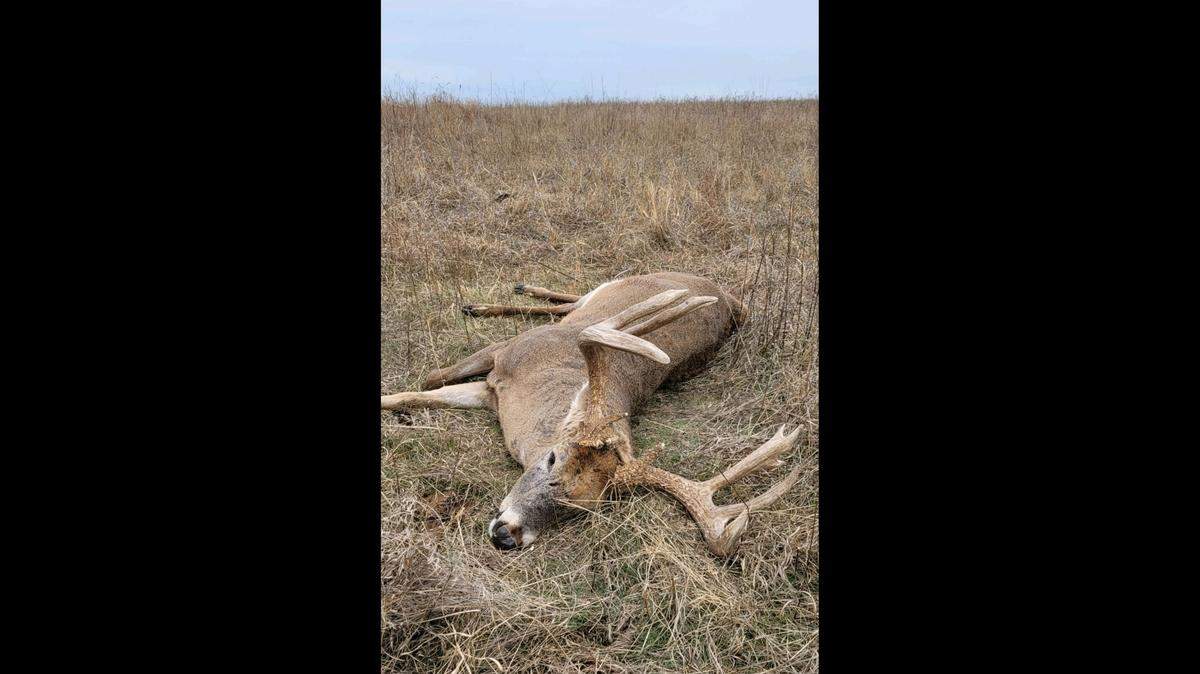 Kansas game wardens are looking for tips to finding the person who poached this mature buck after reportedly shooting from a truck in Riley County.
