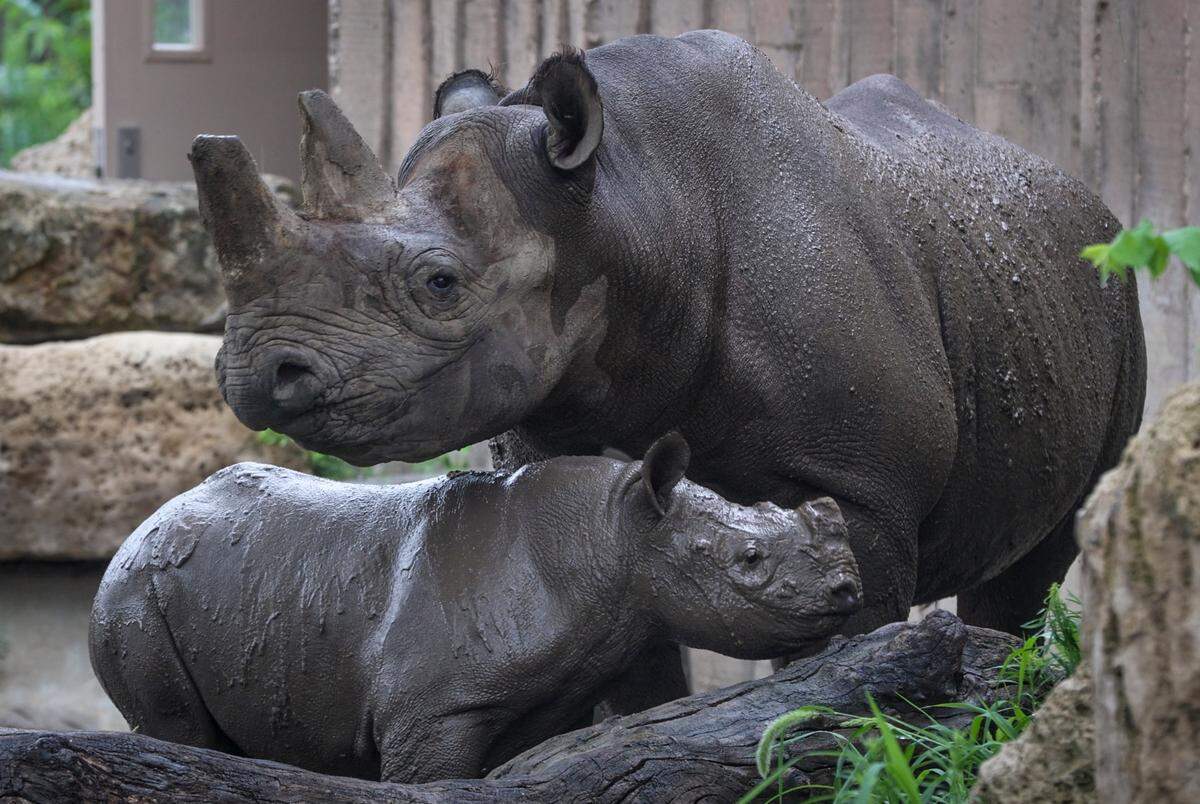 KJ, a four-month-old black rhino, stand under the protection of his mother, Bibi, at the Sedgwick County Zoo on Thursday. The baby rhino has become a zoo superstar.