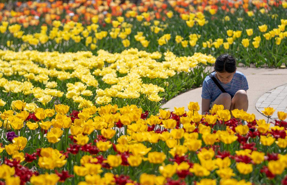 Sophie Susanto looks at tulips in bloom at Botanica in 2021. Botanica’s Tulip Festival, featuring music and performances, is held over two weekends: April 13 and 14 and April 20 and 21.