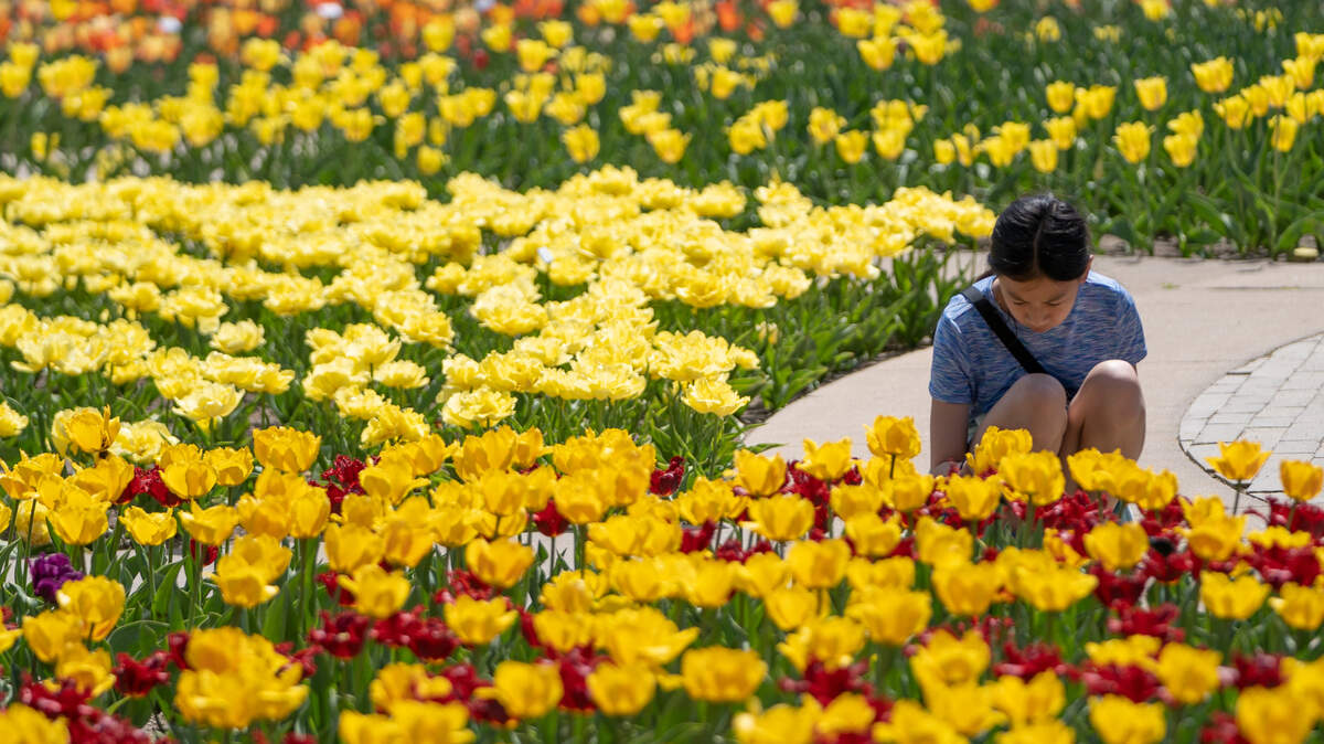 Sophie Susanto looks at tulips in bloom at Botanica in 2021. This year’s Tulip Festival is happening from 10 a.m. to 3 p.m. Saturdays, April 5, 12 and 19.