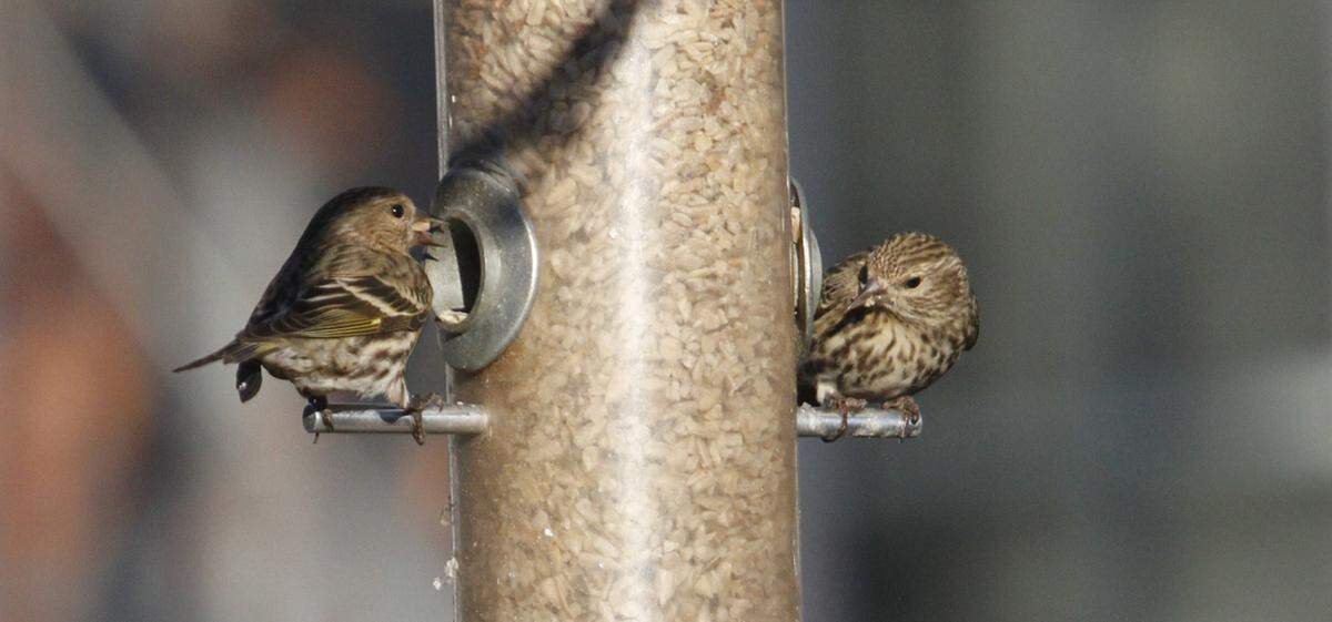 Pine siskins eat black oil sunflower seeds, hulled sunflower seeds and nyjer at feeders.