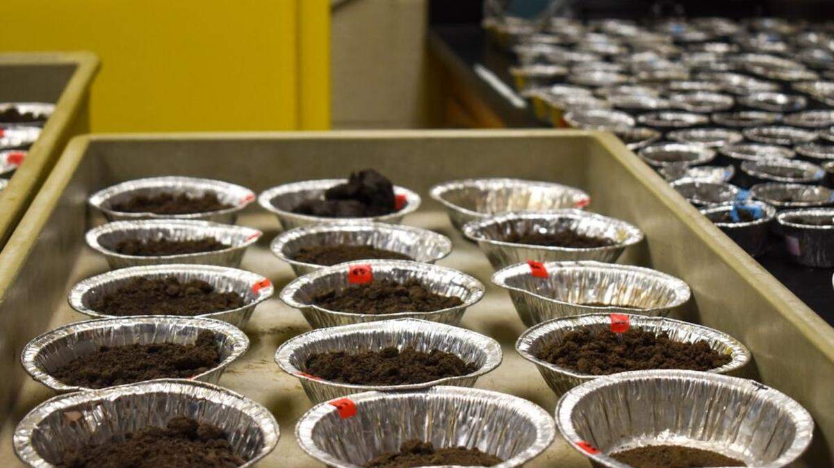 Small containers of soil used for research sit on trays in Throckmorton Hall at Kansas State University.