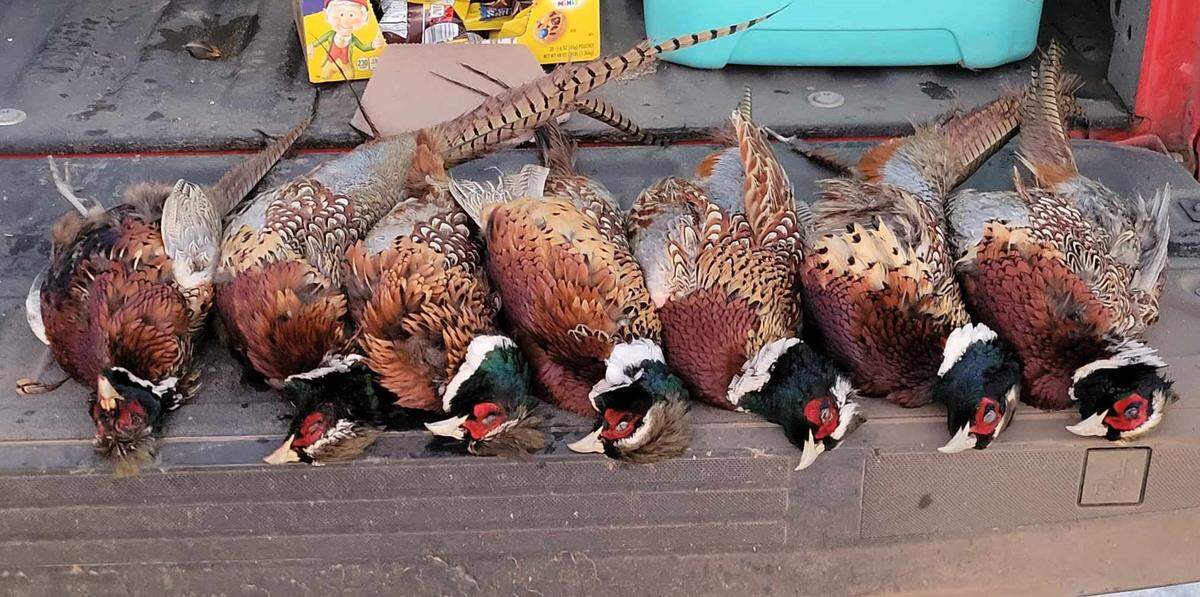 We shot seven pheasant the first day during a two-day hunt in western Kansas.