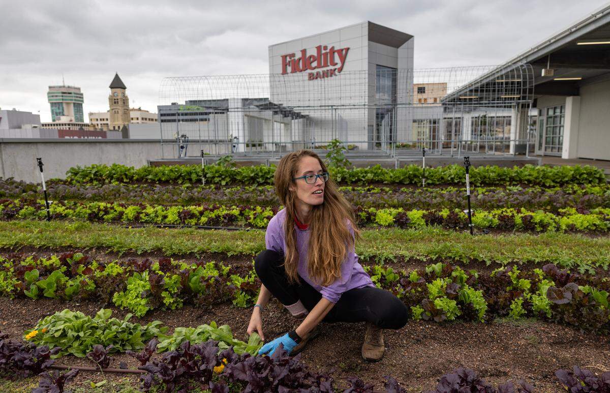 Kayla Ragan, who worked as the head grower at Rise Farms, is pictured tending to the crops in May.