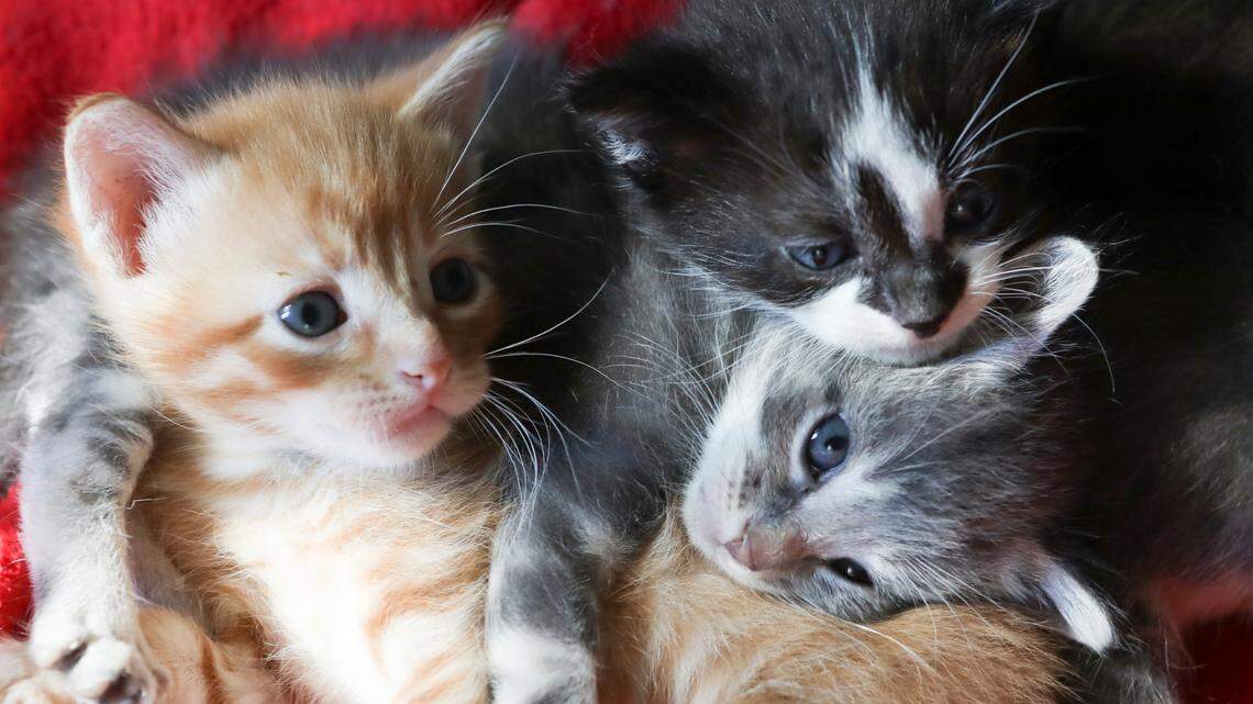 More rules proposed for owning dogs, cats in Wichita, including mandatory microchipping