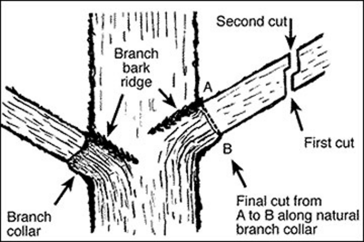 The three-cut method to pruning damaged branches.