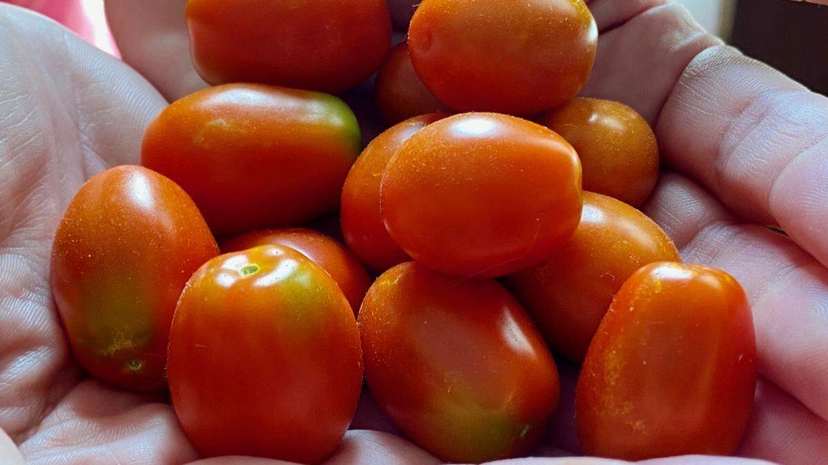 Watching my cherry tomato plant grow, flower and produce dozens of delicious fruits has been a highlight of this crazy spring and summer.
