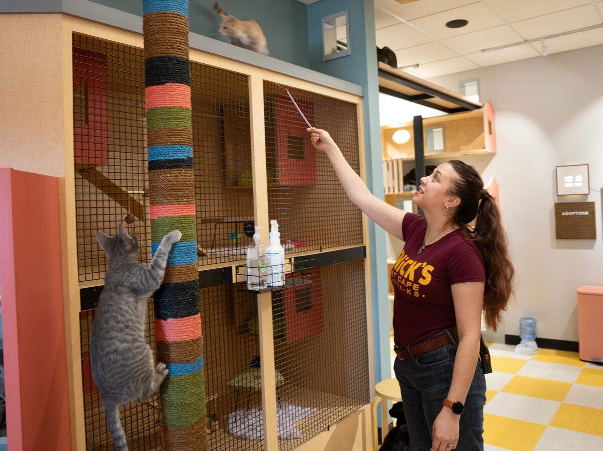 Julia Hardenburger plays with cats inside of the Snick’s Cat Cafe lounge.