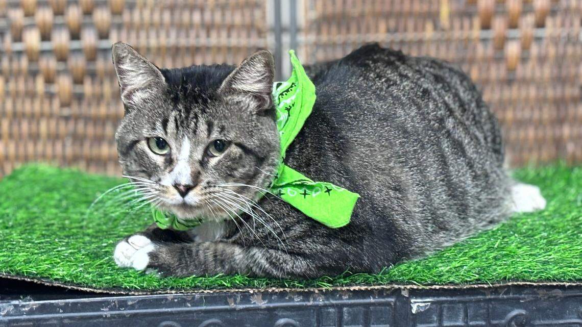 Esbee the cat was rescued by Edgar and Ivy’s Cat Sanctuary. In turn, he helped rescue the business.