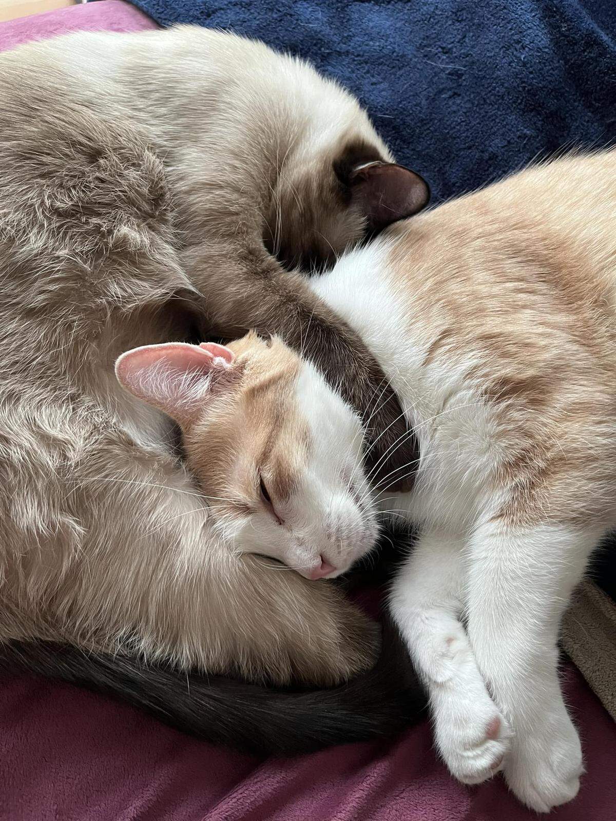 The cat-idates — 88 and running mate Mr. Sleeves — take a break from campaigning.