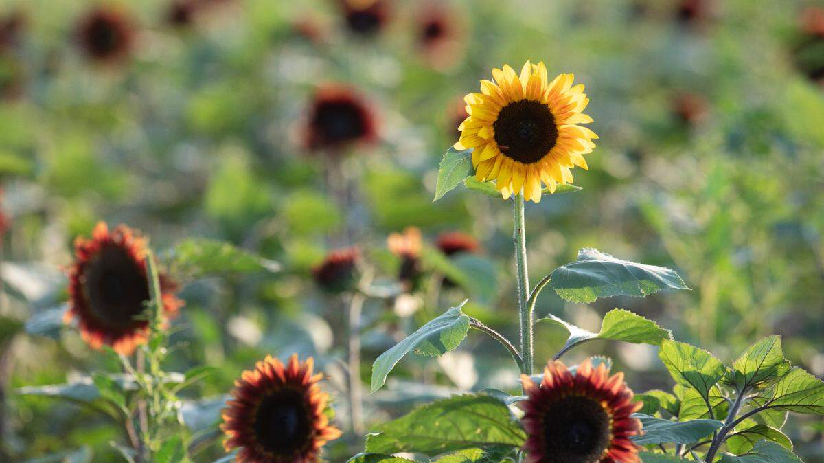 A yellow sunflower rises above burgundy sunflowers at Cedar Creek Farm & Pumpkin Patch near K-96 and Maize Road last week. The reds are on thier way out, but the farm will feature fields of white and yellow sunflowers this weekend