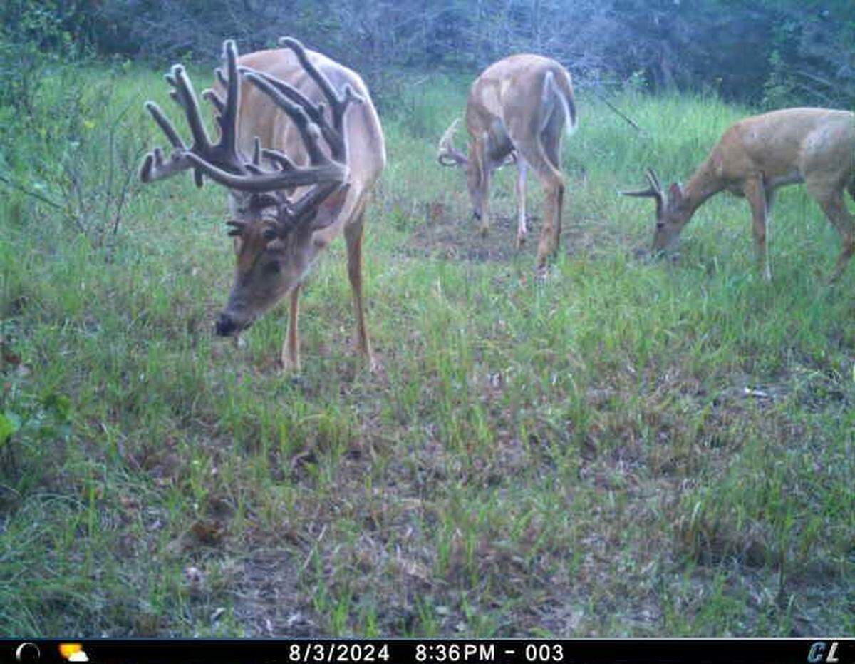Chad Chambers’ buck still in velvet and grazing with other bucks.
