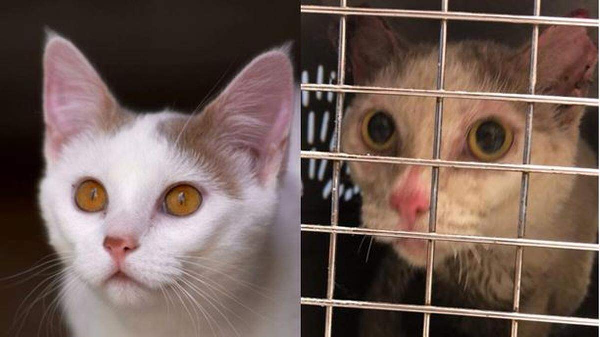Kunimitsu the cat was rescued three weeks after her owner’s house exploded.