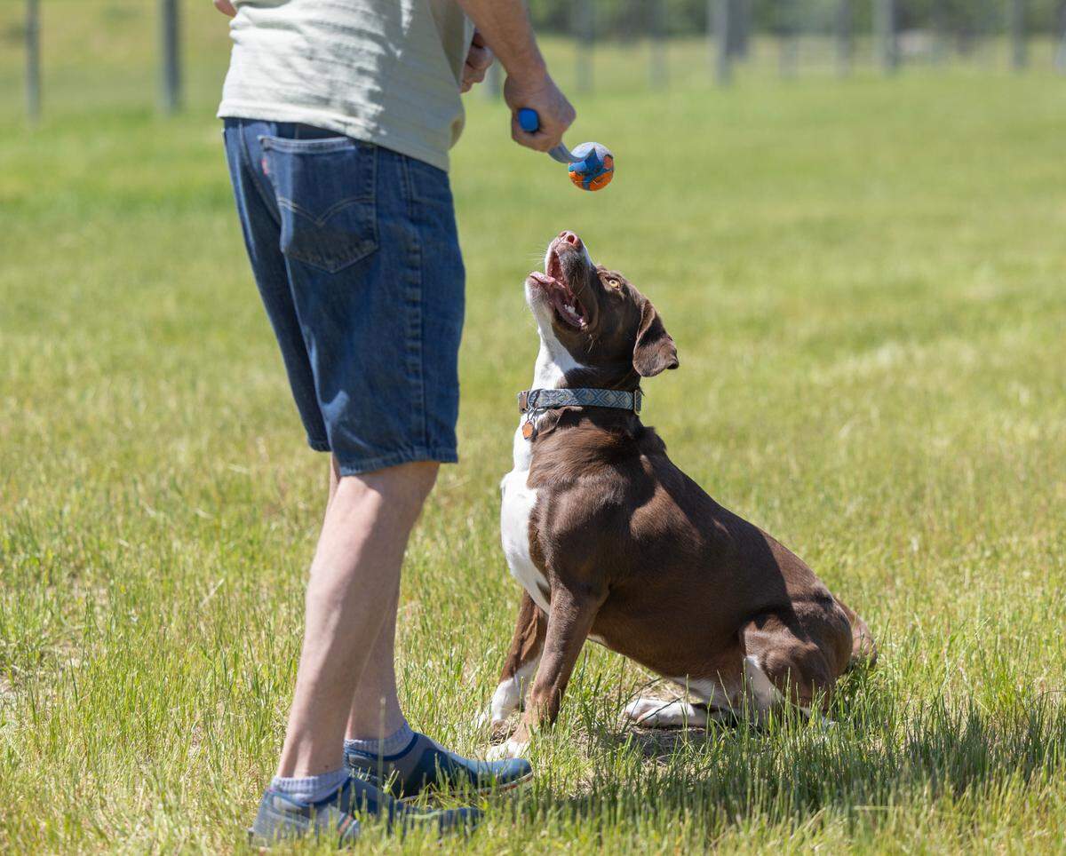 Two dog parks are opening this week in Wichita. The first, a renovated dog park, opened Monday at 2127 N. Meridian and the second, a new park, opens Wednesday at 750 N. Country Acres.