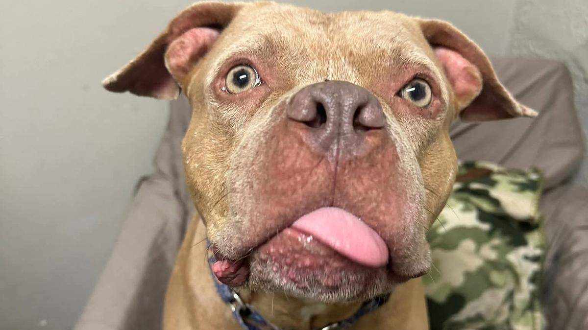 Wichita’s animal shelters are going to get some help when Always and Furever Midwest Animal Sanctuary opens a new Wichita shelter that may ease overcrowding.