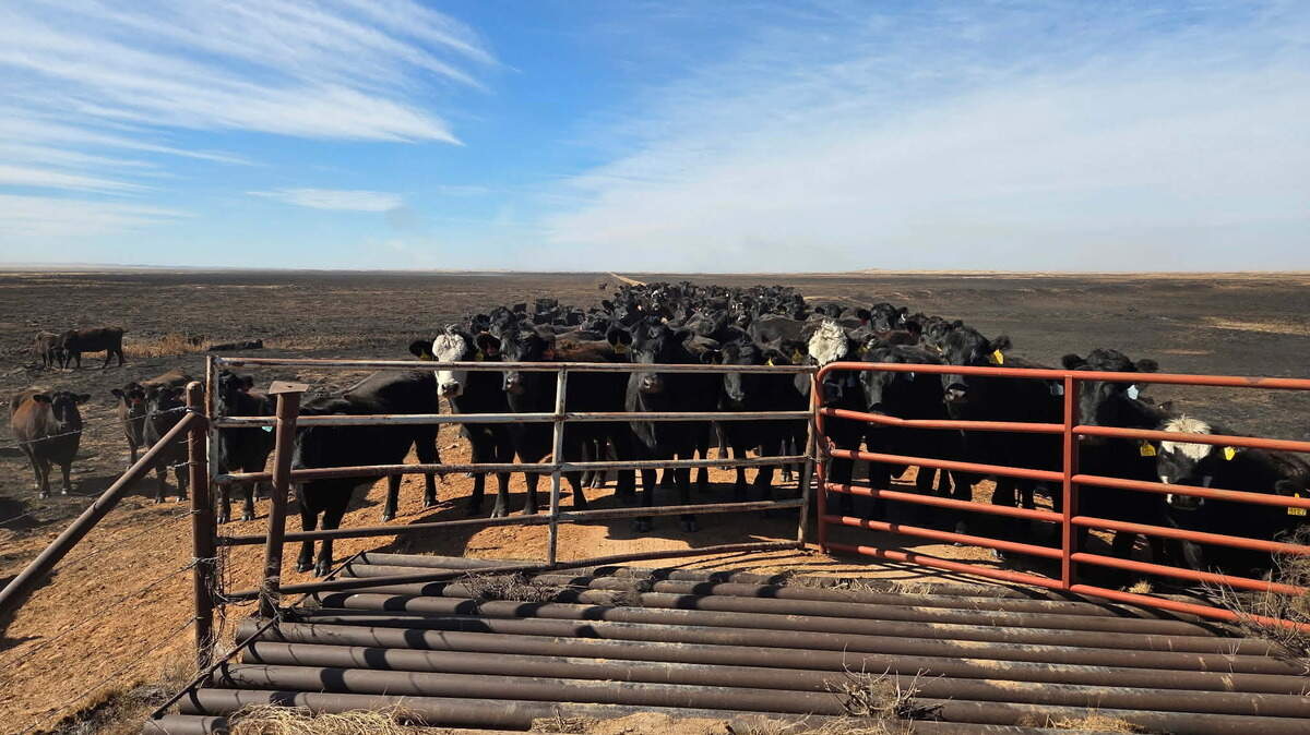 Veterinarian Randall Spare took this photo of Greg Gardiner’s cattle in Clark County. Spare was surprised they survived despite the field around them burning.