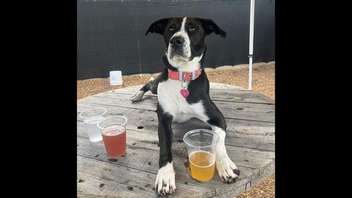 Barks & Brews will allow people to enjoy adult beverages while their dogs play in an off-leash play yard. The owner is basing his concept off of Tucker’s Tap Yard, a business he visited in Winston-Salem, North Carolina.