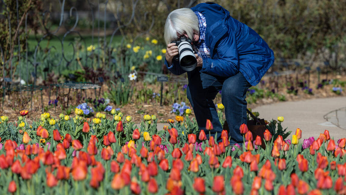 Spring has arrived in Wichita, bringing with it Botanica’s month-long Tulipfest