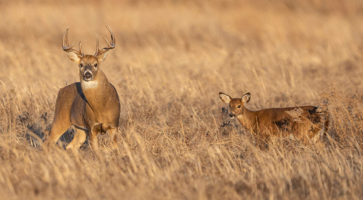 A whitetail buck stands near a young doe just before sunset at the Quivira National Wildlife Refuge in Stafford County.
