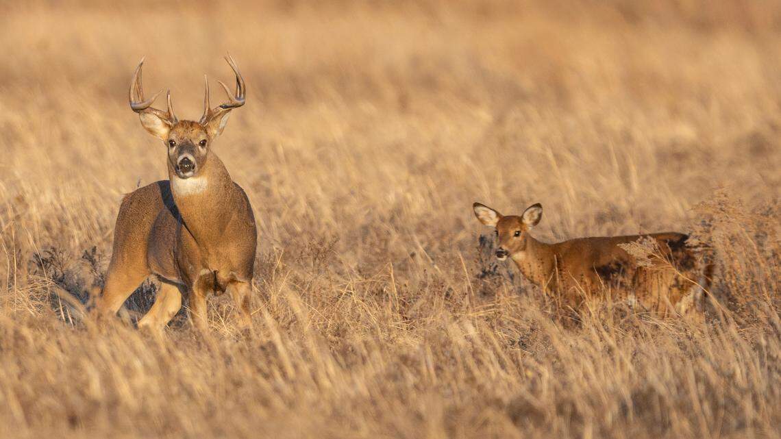 The highs and lows — and the lessons learned — from this deer season in Kansas