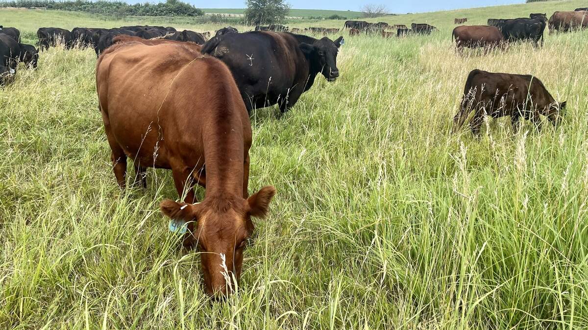 The U.S. cattle herd is the smallest it’s been in decades. That, combined with continued consumer demand, is driving up beef prices.