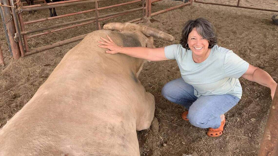 How Wichita native found passion at age 57 to breed world-class bulls for PBR tours