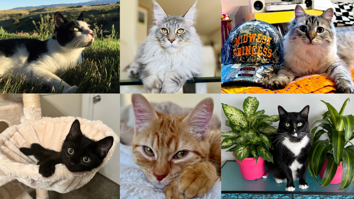 You can vote on 70 adorable cats submitted by Wichita Eagle readers to help decide who will be declared the cutest cat in town.
