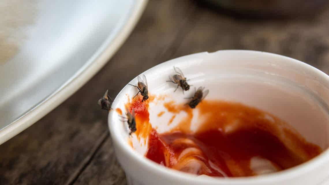 Hundreds of rodent droppings, flea on chicken, cockroaches at Wichita KS restaurants