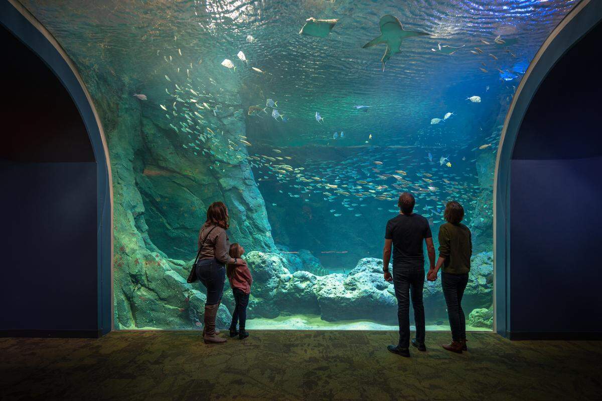 The 1.3 million-gallon St. Louis Aquarium at Union Station opened on Christmas Day with a 250,000-gallon shark tank along with 13,000 animals and 257 species across 44 exhibits.